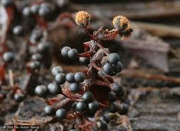 Attēlu rezultāti vaicājumam “Metatrichia sp.”