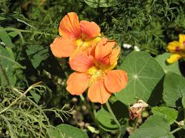 Image result for Tropaeolum majes