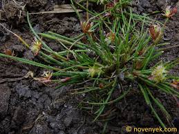Attēlu rezultāti vaicājumam “Juncus bulbosus”