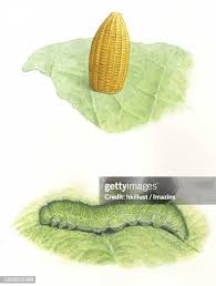 Attēlu rezultāti vaicājumam “Pieris rapae larva”