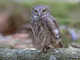 Attēlu rezultāti vaicājumam “Glaucidium passerinum adult”