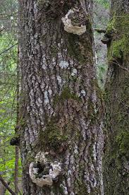 Attēlu rezultāti vaicājumam “Junghuhnia pseudozilingiana”