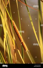 Attēlu rezultāti vaicājumam “Typha latifolia fruit”