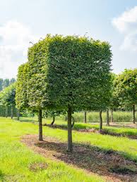 Attēlu rezultāti vaicājumam “Priobium carpini”