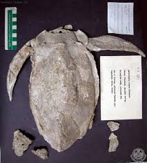 Attēlu rezultāti vaicājumam “Placodermi”