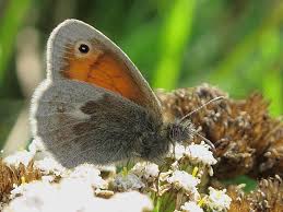 Attēlu rezultāti vaicājumam “Coenonympha pamphilus underside”