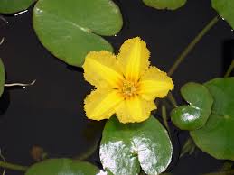 Image result for Seekanne