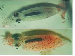 Image result for Dosidicus gigas