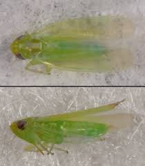 Attēlu rezultāti vaicājumam “Empoasca sp.”