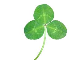 Attēlu rezultāti vaicājumam “Trifolium repens leaf”