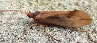 Attēlu rezultāti vaicājumam “Phryganeidae”