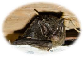 Attēlu rezultāti vaicājumam “Barbastella barbastellus”