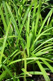 Attēlu rezultāti vaicājumam “Carex pilosa”