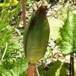 Attēlu rezultāti vaicājumam “Tulipa sylvestris fruit”