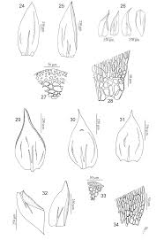 Attēlu rezultāti vaicājumam “Hygrohypnum luridum sporophyte”