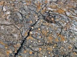 Attēlu rezultāti vaicājumam “Sclerophora farinacea”