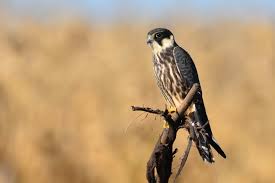 Attēlu rezultāti vaicājumam “Falco subbuteo”