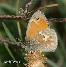 Attēlu rezultāti vaicājumam “Coenonympha tullia”