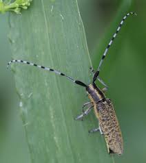 Attēlu rezultāti vaicājumam “Agapanthia villosoviridescens”