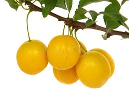 Attēlu rezultāti vaicājumam “Prunus domestica subsp. domestica fruit”