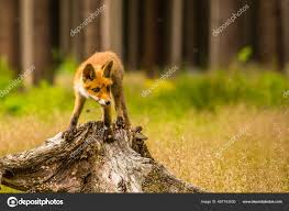 Attēlu rezultāti vaicājumam “Vulpes vulpes  adult”