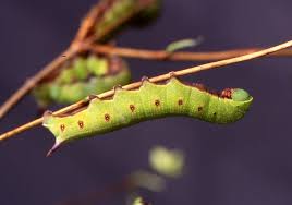 Attēlu rezultāti vaicājumam “Hemaris fuciformis”