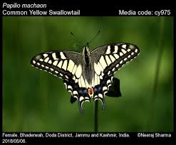 Attēlu rezultāti vaicājumam “Papilio machaon”