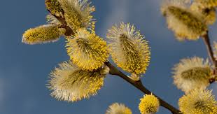 Attēlu rezultāti vaicājumam “Salix cinerea female flower”