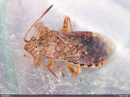 Attēlu rezultāti vaicājumam “Rhopalus maculatus”