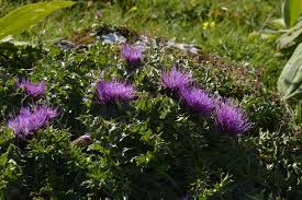 Attēlu rezultāti vaicājumam “Cirsium acaule leaf”