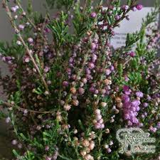 Attēlu rezultāti vaicājumam “Calluna vulgaris fruit”