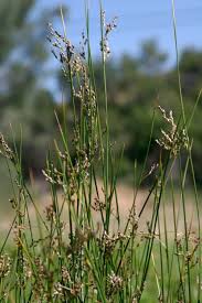 Attēlu rezultāti vaicājumam “Juncus balticus”