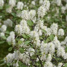 Attēlu rezultāti vaicājumam “Fothergilla major”
