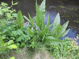 Attēlu rezultāti vaicājumam “Rumex aquaticus leaf”