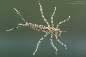 Attēlu rezultāti vaicājumam “Platycnemis pennipes”