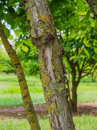 Attēlu rezultāti vaicājumam “Ulmus laevis fruit”