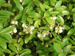 Attēlu rezultāti vaicājumam “Gaultheria cuneata”