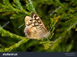 Attēlu rezultāti vaicājumam “Pararge aegeria underside”