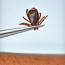 Attēlu rezultāti vaicājumam “Dermacentor reticulatus female”