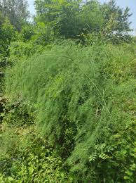 Attēlu rezultāti vaicājumam “Asparagus officinalis”