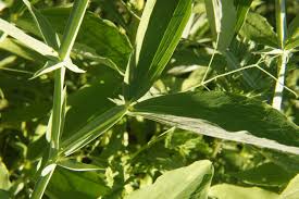 Attēlu rezultāti vaicājumam “Lathyrus latifolius leaf”