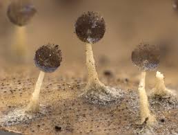 Attēlu rezultāti vaicājumam “Diachea subsessilis young”