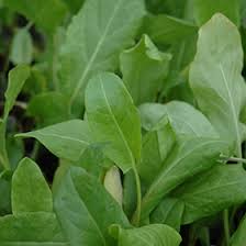 Attēlu rezultāti vaicājumam “Rumex acetosa leaf”