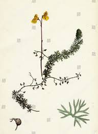 Attēlu rezultāti vaicājumam “Utricularia intermedia”