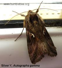 Attēlu rezultāti vaicājumam “Noctuidae”