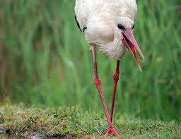 Attēlu rezultāti vaicājumam “Ciconia ciconia”