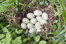 Attēlu rezultāti vaicājumam “Anas platyrhynchos eggs”