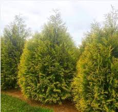 Attēlu rezultāti vaicājumam “Thuja plicata”
