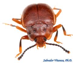 Attēlu rezultāti vaicājumam “Endomychidae”