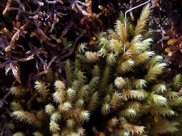 Attēlu rezultāti vaicājumam “Philonotis calcarea”